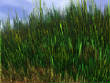3DFractals/Grassland.jpg